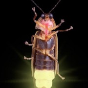 Firefly Enzyme Provides ‘Real Time’ Cancer Progression Info